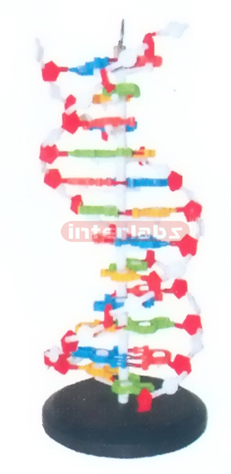 MIDDLE DNA DOUBLE HELIX MODEL